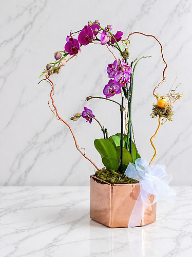 Glorious Phalaenopsis Orchid Plant