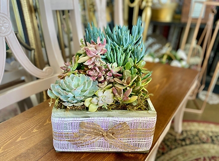 Succulent Box Garden