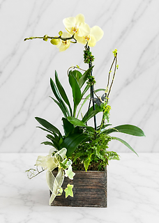 Orchid Box Garden