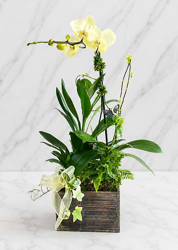 Orchid Box Garden