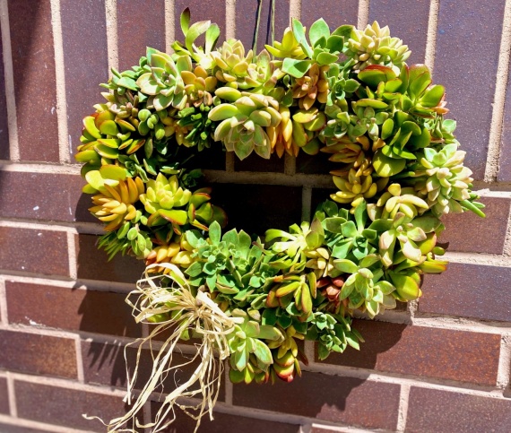 Living Succulent Wreath