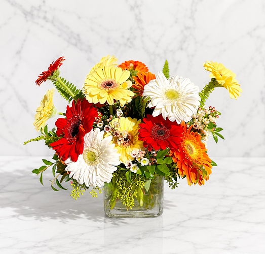 Gerbera Garden